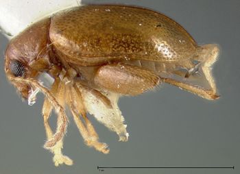 Media type: image;   Entomology 30836 Aspect: habitus lateral view